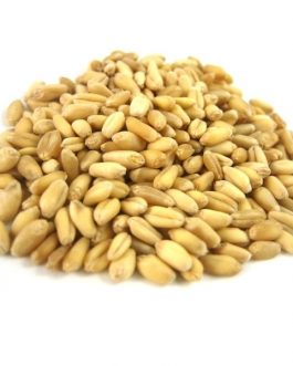 Giusto’s Wheat Bries Sft (1x25LB )