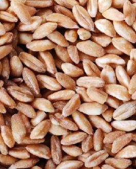 Vita-Spelt Kernels (1x25LB )